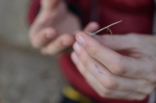 Close-up of hands gently holding a fresh neem dattoon against a softly lit natural wooden background.