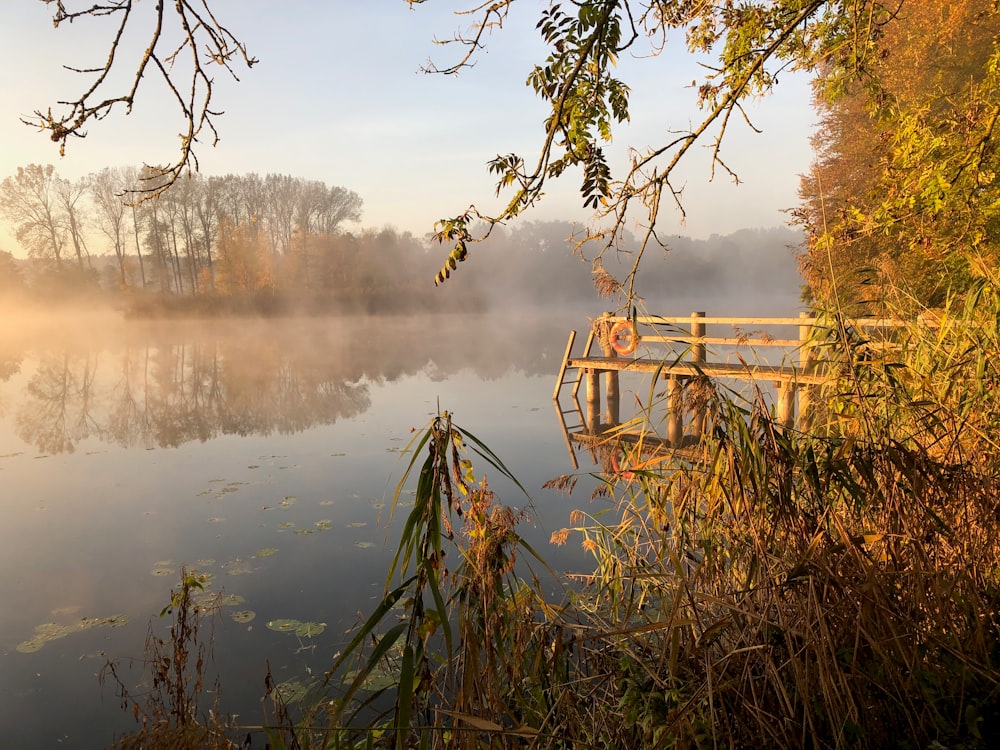 braune Bäume am Gewässer tagsüber