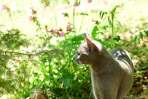 brown cat on green grass during daytime