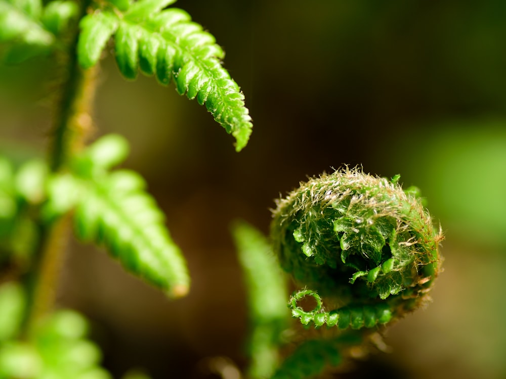 green plant in macro lens