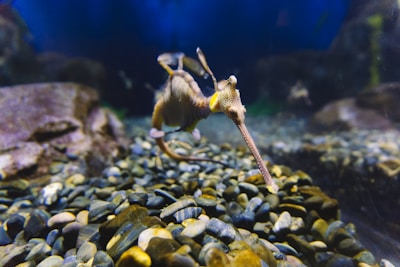 A sea creature, resembling a seahorse, moves gracefully along a rocky seabed with a vivid and elongated snout. The background is a deep, dark blue, providing a sense of depth to the underwater environment.