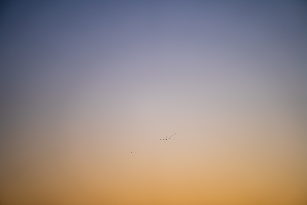 birds flying over the sky during sunset