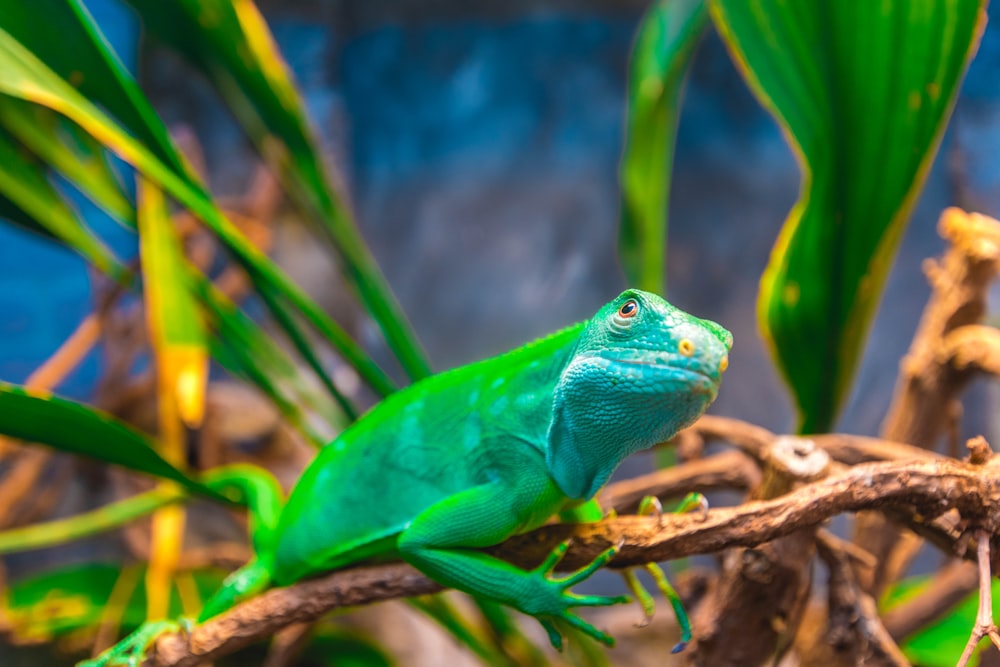 green lizard on brown tree branch