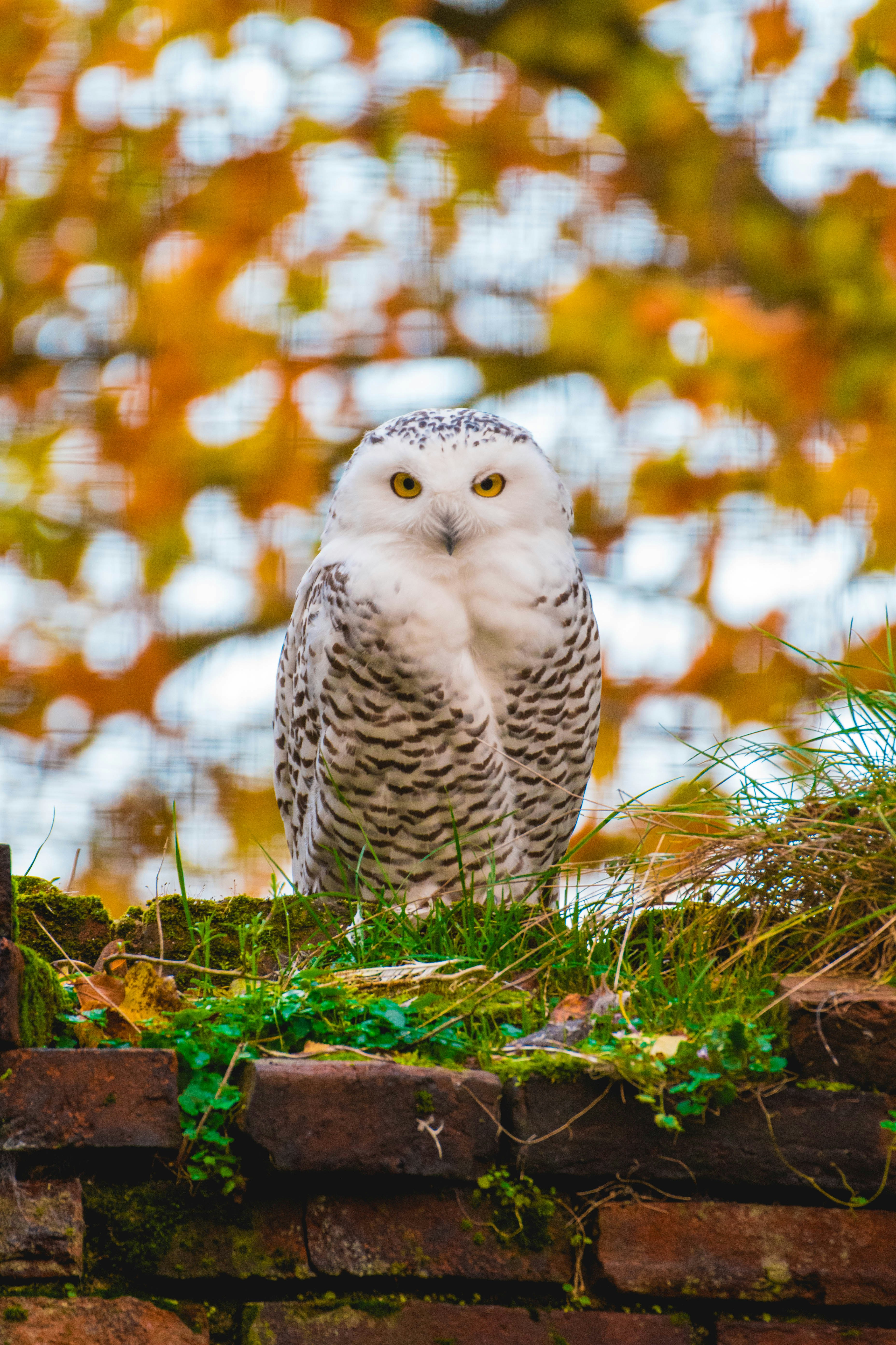 white and black owl on brown wooden fence