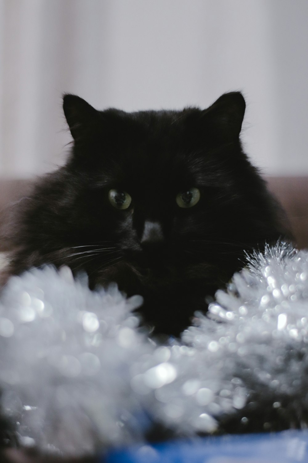 black cat on blue and white textile