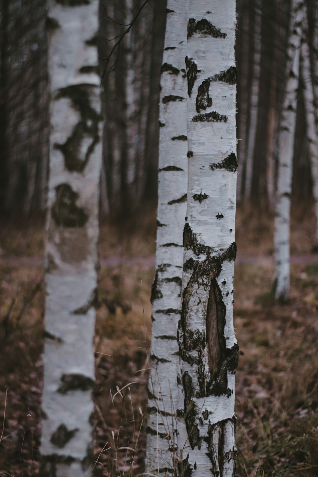 white and black tree trunk