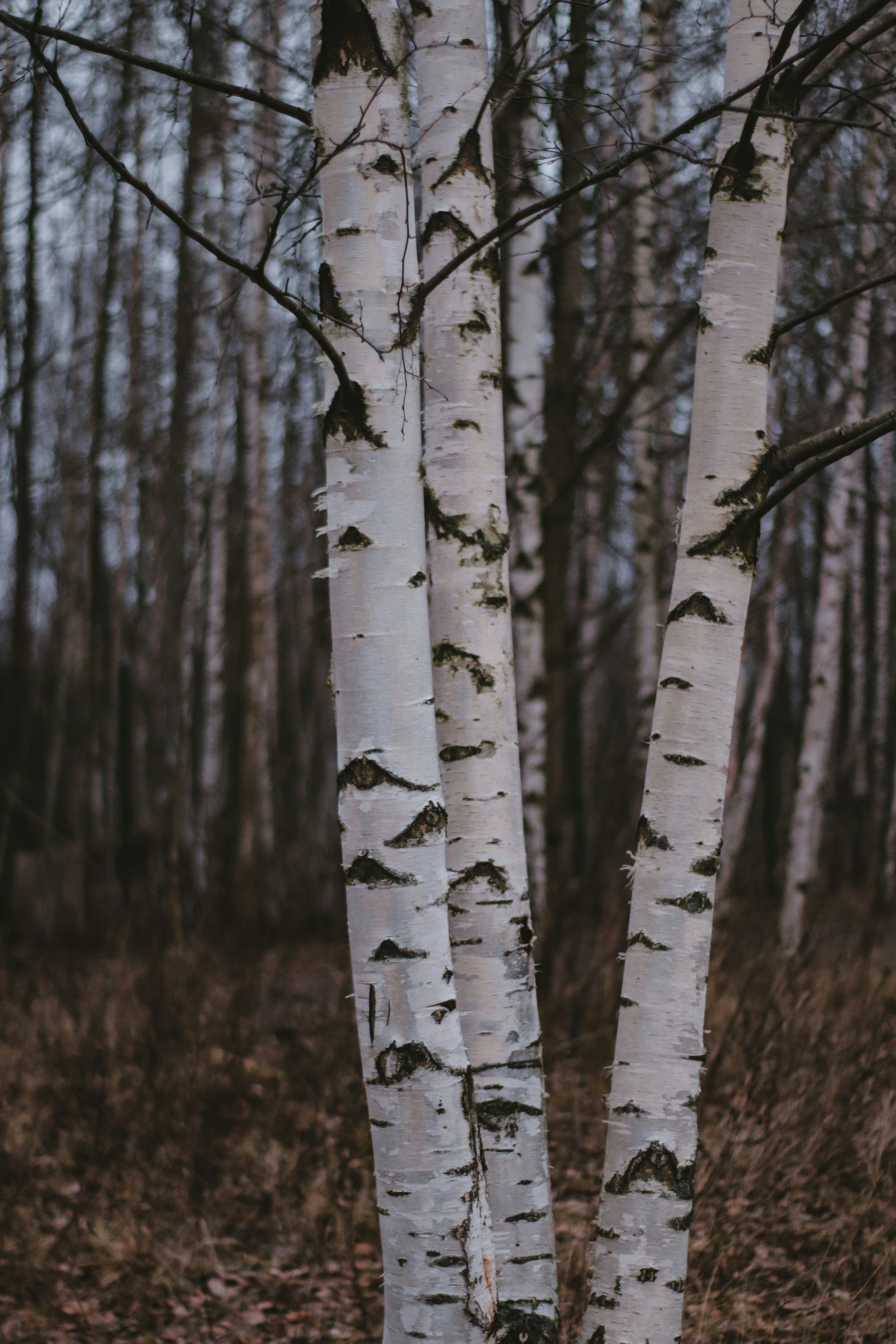 white and black tree trunks