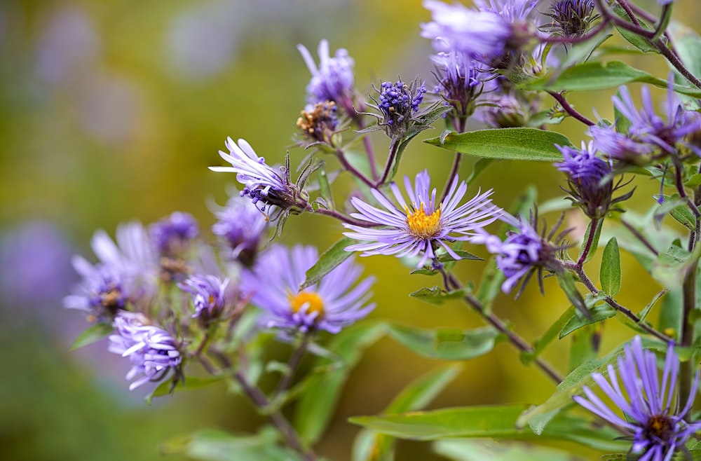 white and purple flower in tilt shift lens