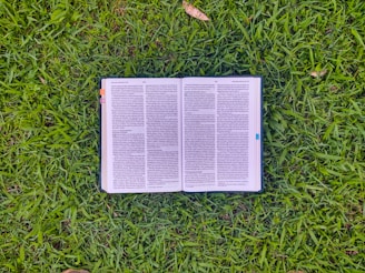 Imagem ilustrativa de grama esmeralda