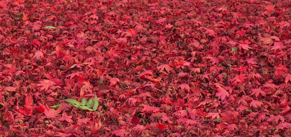 red leaves on the ground