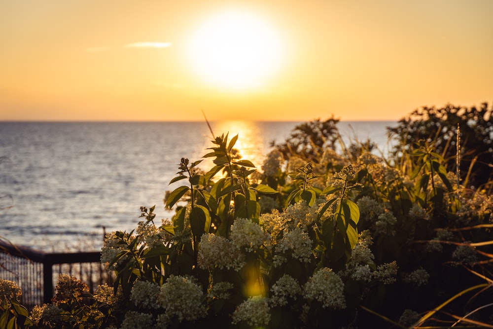 green plant near body of water during sunset