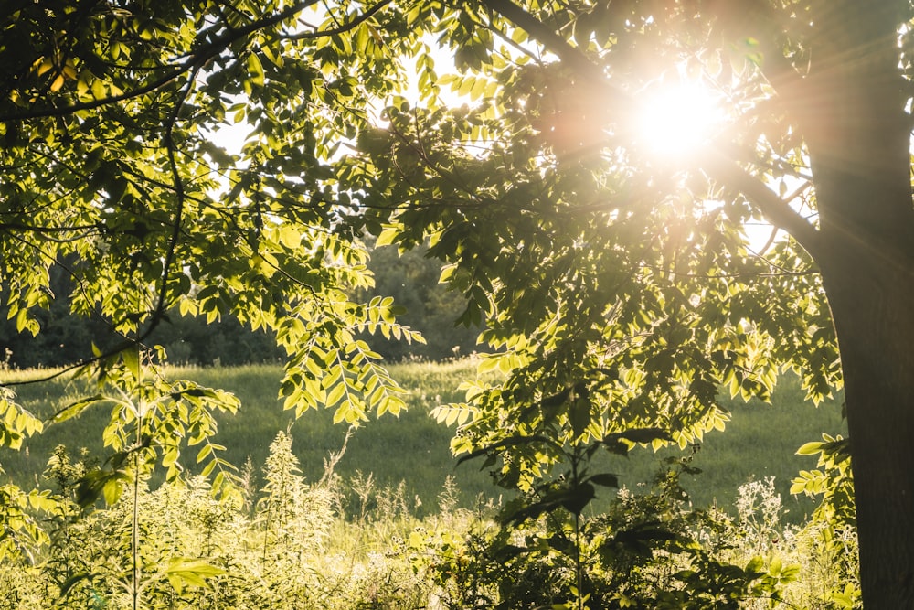 green trees under sunny sky