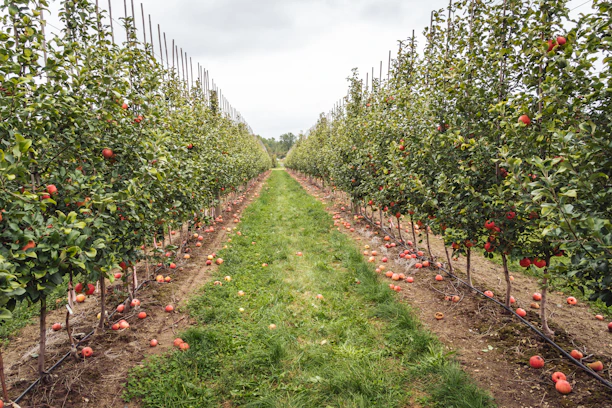green grass field with white wooden fence