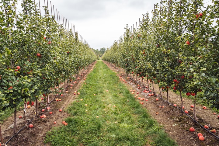 Autumn Orchard