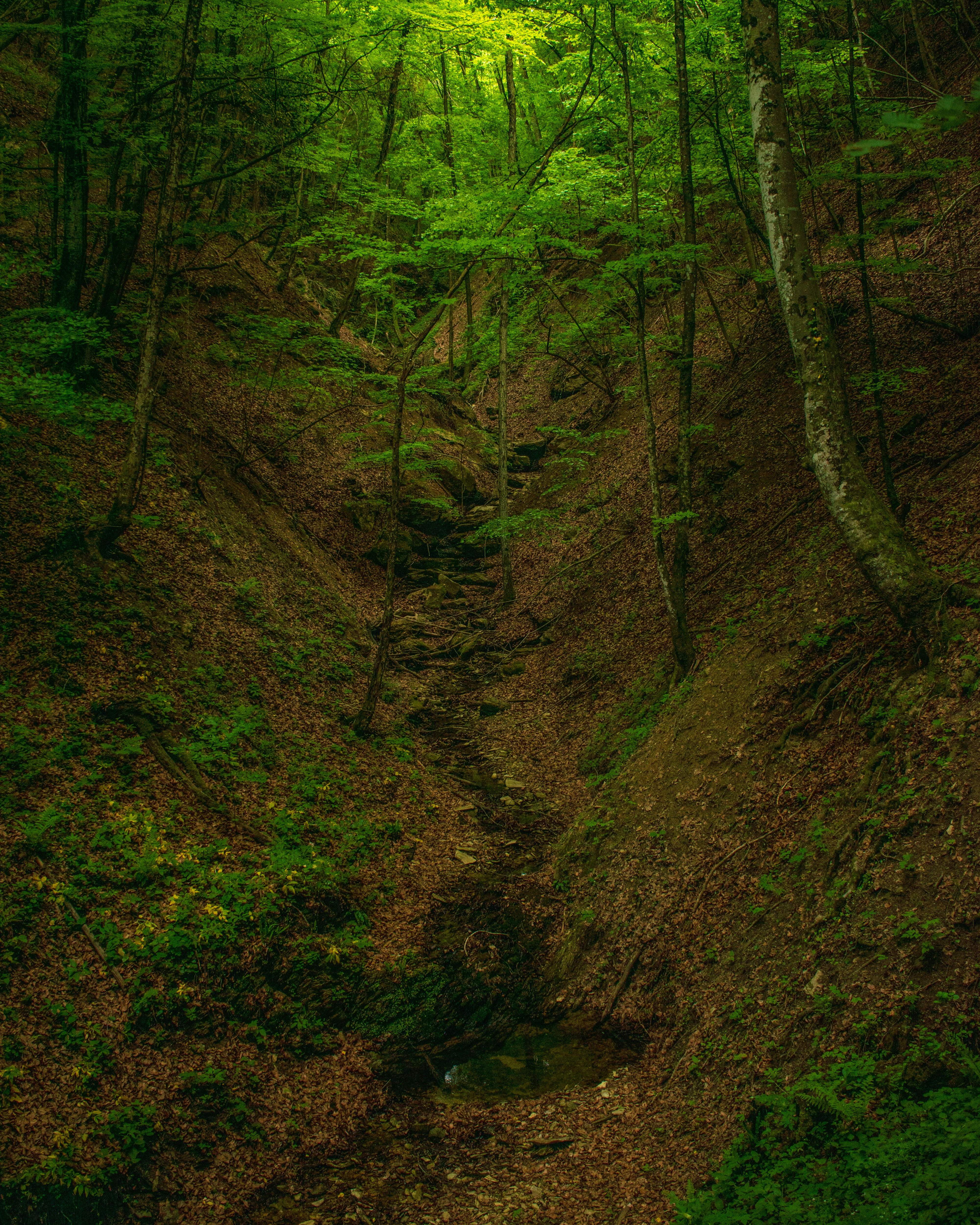 Photo by vjeblackbirdlion