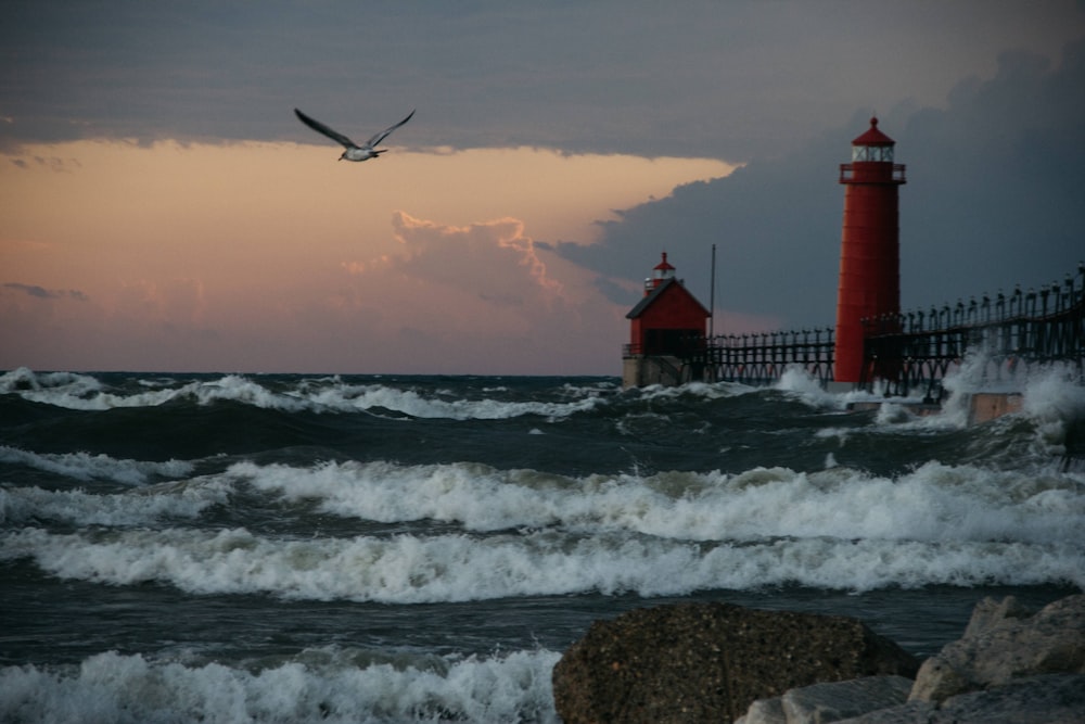 bird flying over the beach during sunset