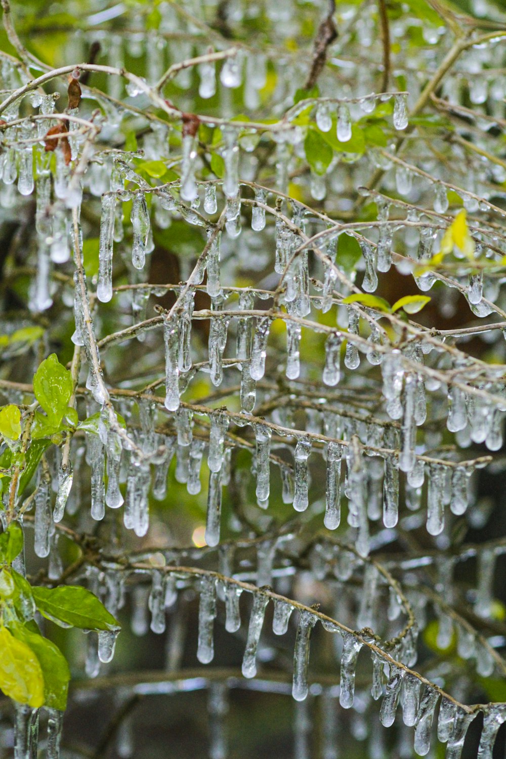 white and brown tree branch