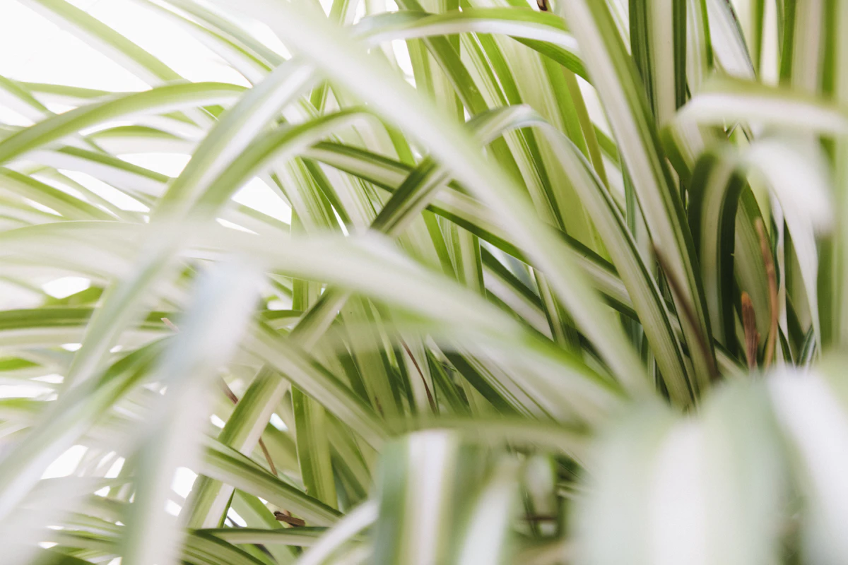 Close-up of linear green striped Chlorophytum foliage