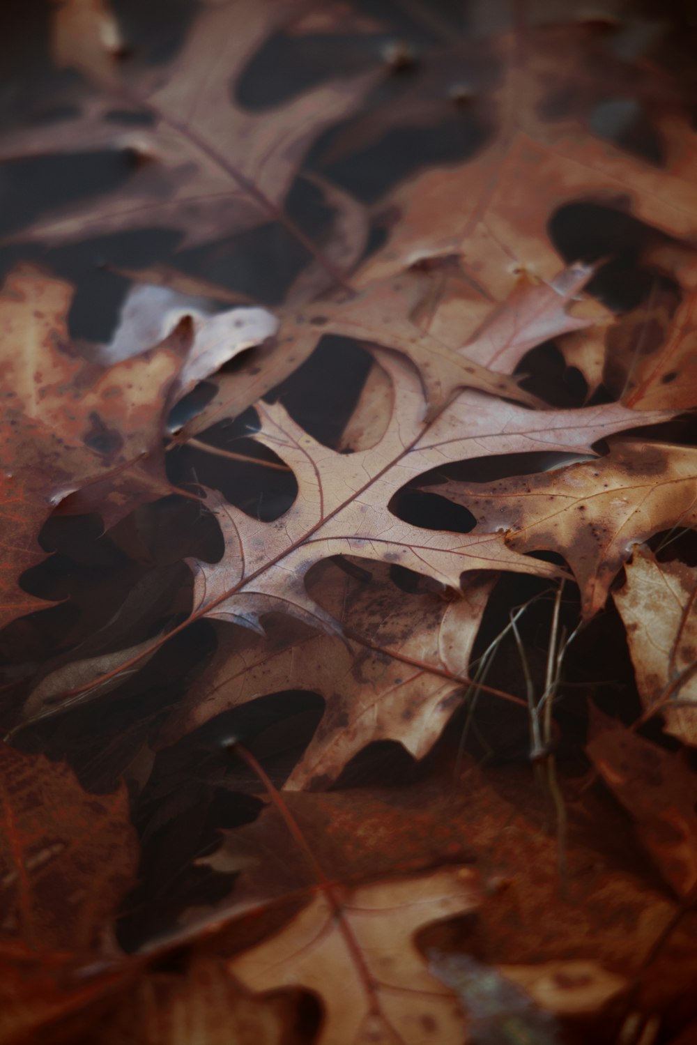 brown dried leaves on ground