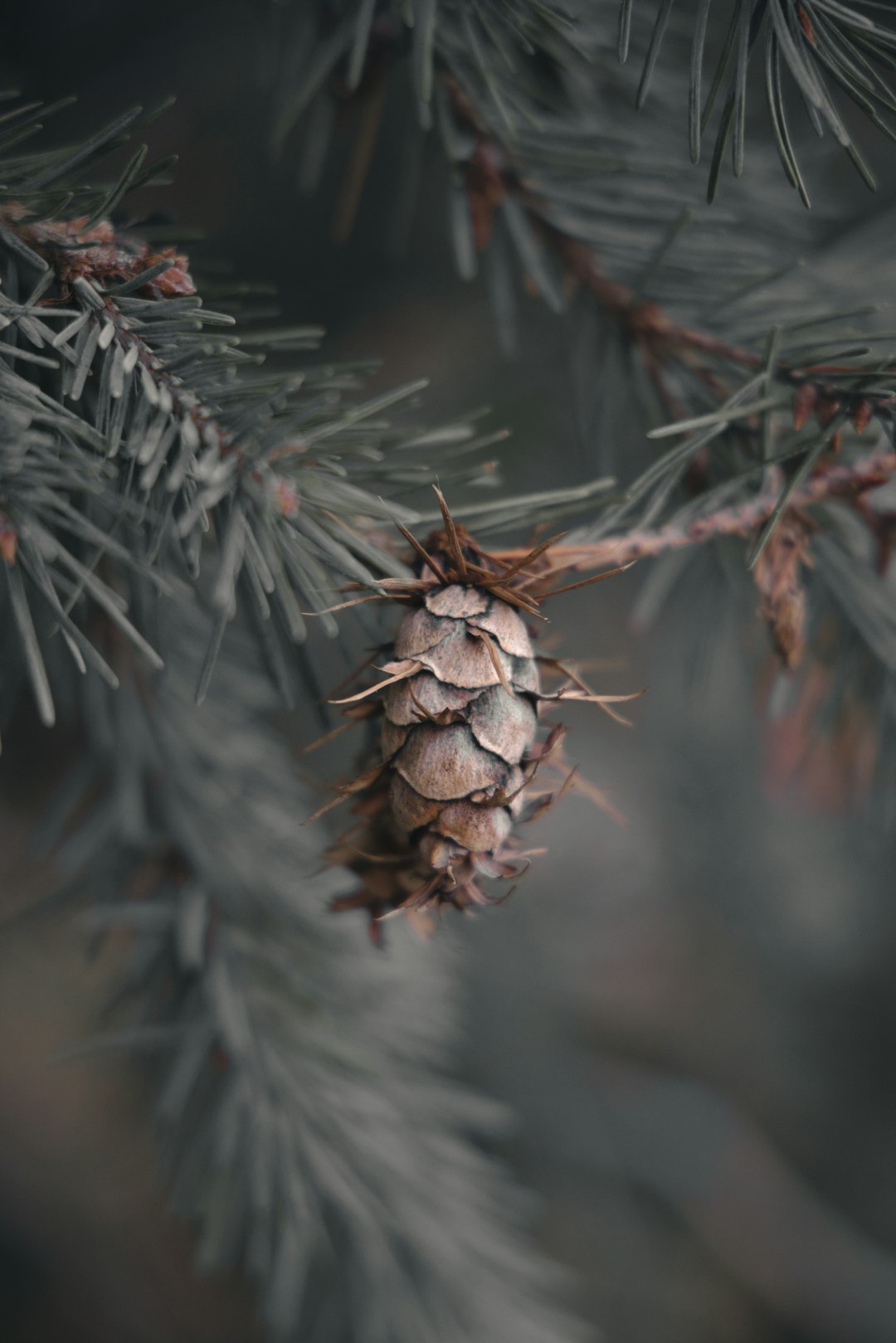 brown pine cone on green plant stem
