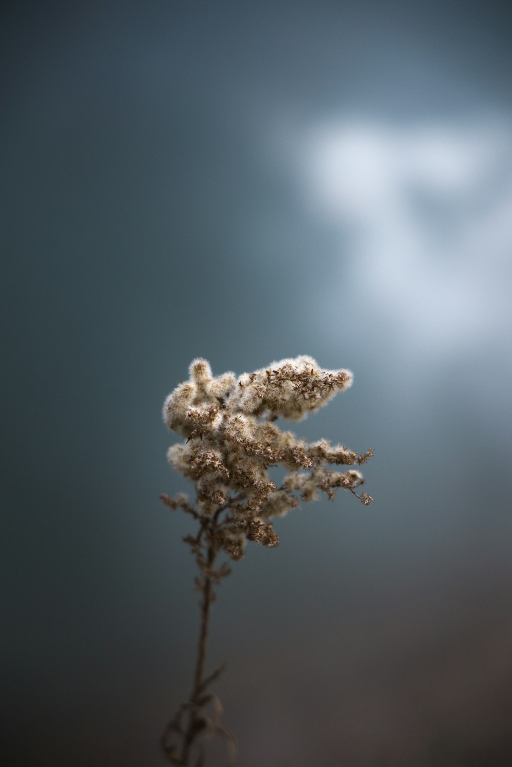 fleur blanche en gros plan photographie