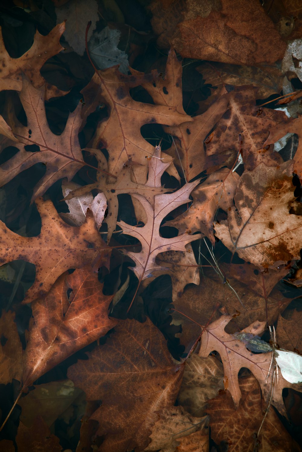 brown dried leaves on ground