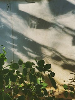 Sunlight casting delicate shadows on a clean white wall adorned with a single sprig of eucalyptus.