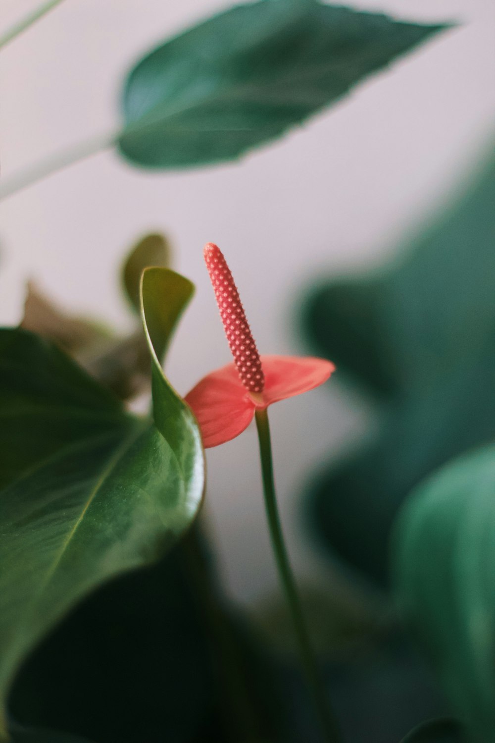 pink flower with green leaves