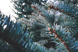 green pine tree with snow