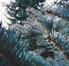 green pine tree with snow