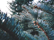 green pine tree with snow