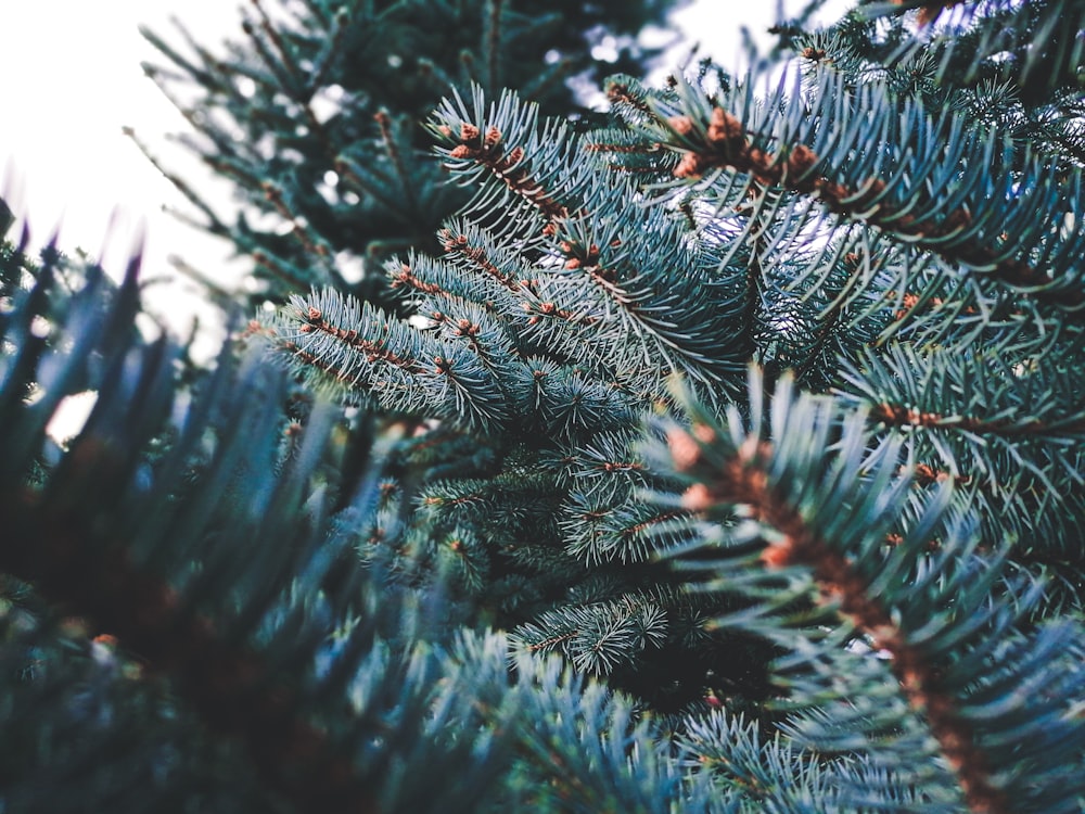 green pine tree with snow