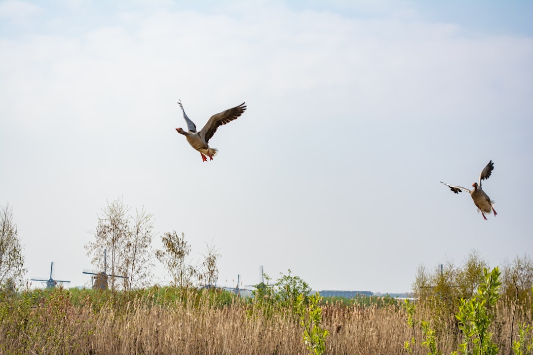 Two wild geese flying over a field with windmills in the background.