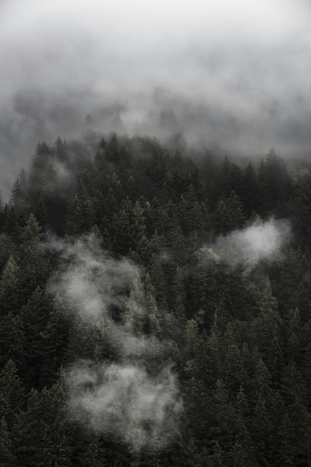 green trees under white clouds