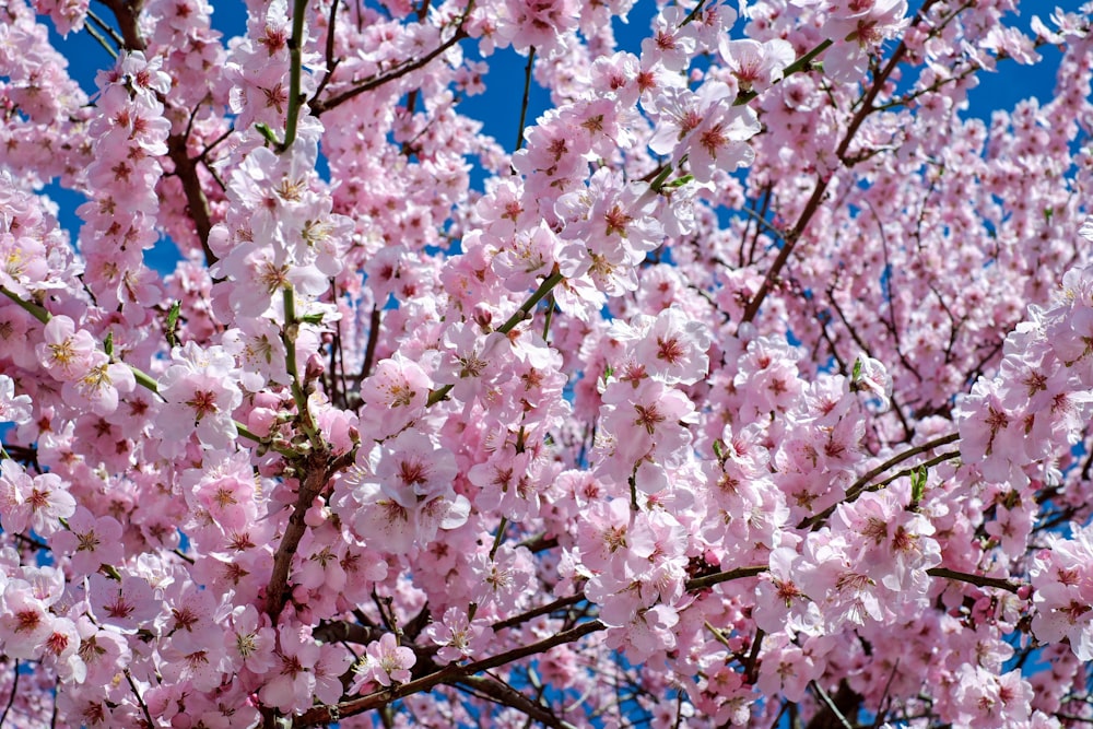 pink cherry blossom tree under blue sky during daytime