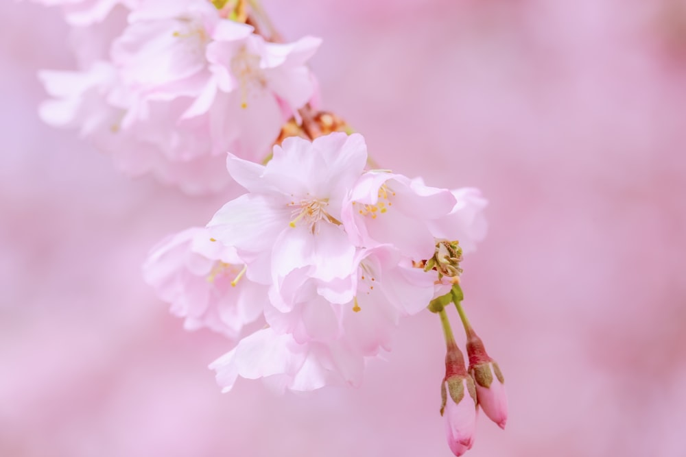 white and pink cherry blossom in close up photography