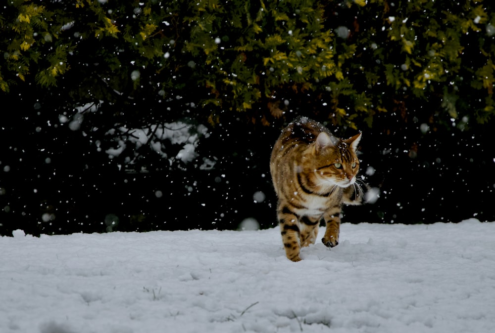 雪に覆われた地面に茶色のぶち猫