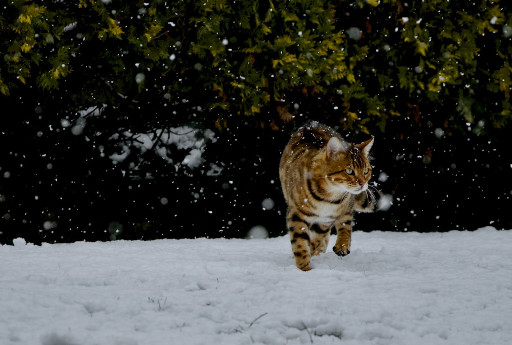 brown tabby cat on snow covered ground