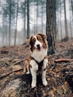 A happy dog enjoying the pet-friendly outdoor space near the cabin.
