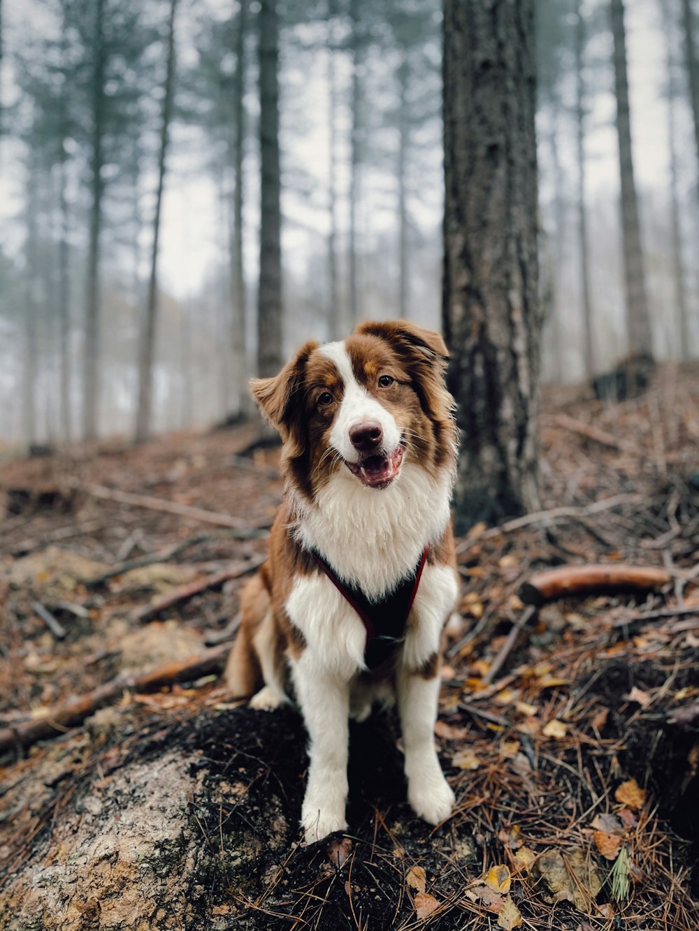 brown and white long coat medium dog on brown tree trunk during daytime