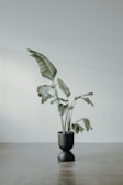 A modern planter with a tall leafy plant set against a soft beige wall.