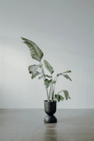 Medium-sized indoor plant in a sleek porocota pot, highlighting the mineral texture against an anthracite background.