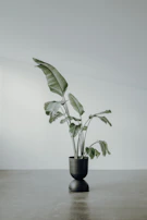 Chic indoor plant corner featuring tall green plants in minimalist black pots.