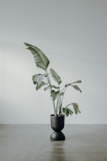 A large potted plant with broad green leaves situated on a smooth, grey floor against a pale wall. The plant pot is black and has a modern, sleek design, complementing the minimalist setting.