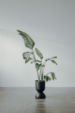 A large potted plant with broad green leaves situated on a smooth, grey floor against a pale wall. The plant pot is black and has a modern, sleek design, complementing the minimalist setting.