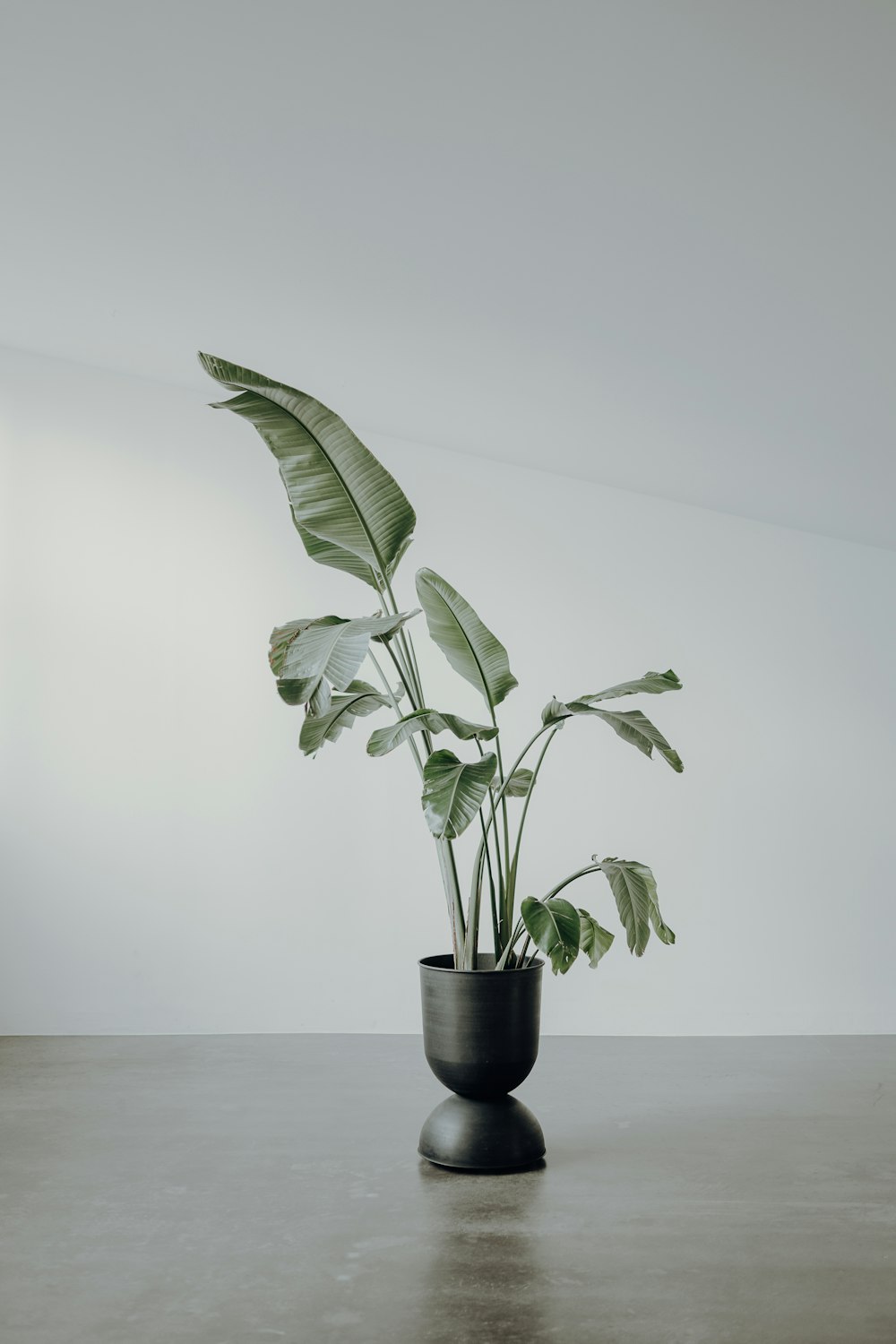 green plant on black pot