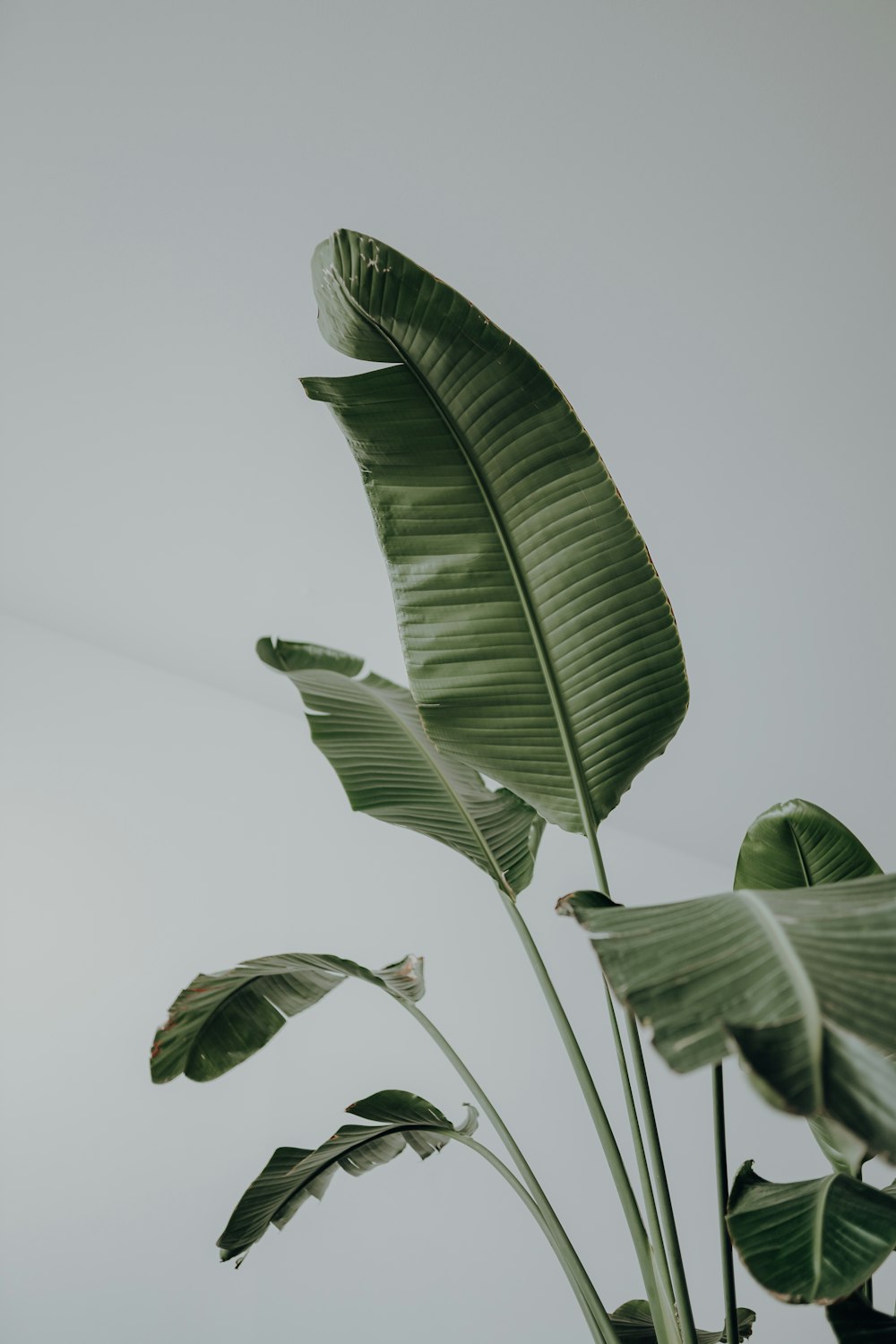 昼間の緑の葉の植物