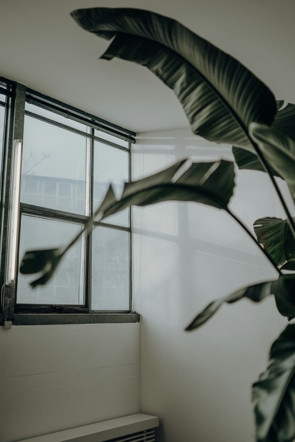 green plant near white wall