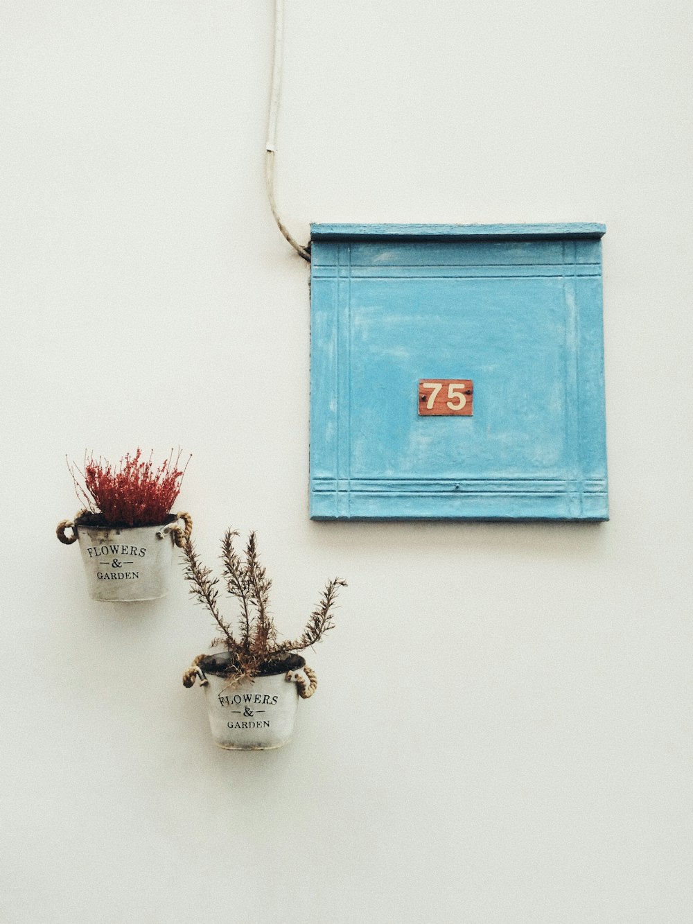 red flower on blue box