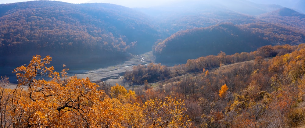 aerial view of green and yellow trees during daytime